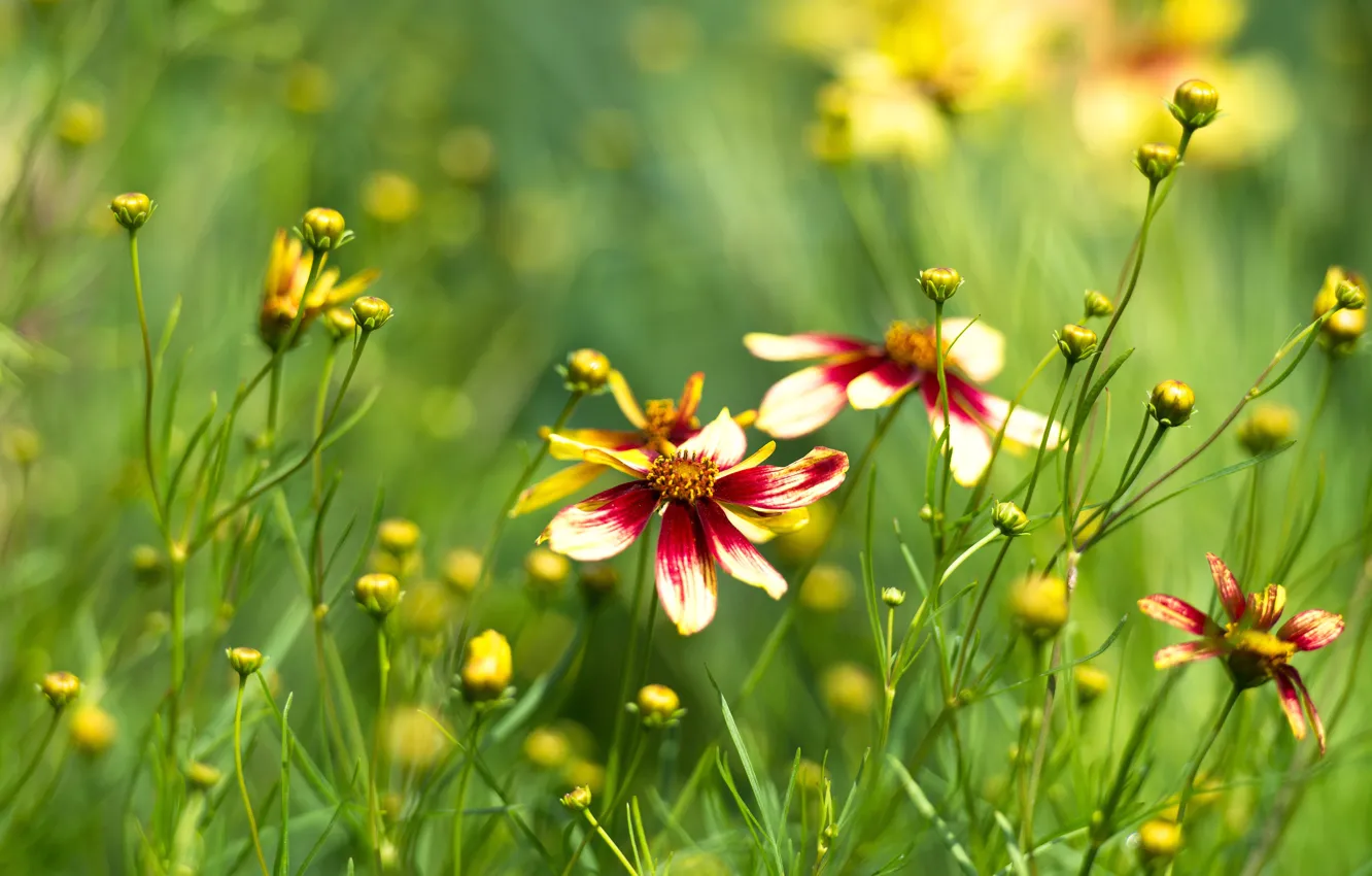 Фото обои лето, цветы, космеи
