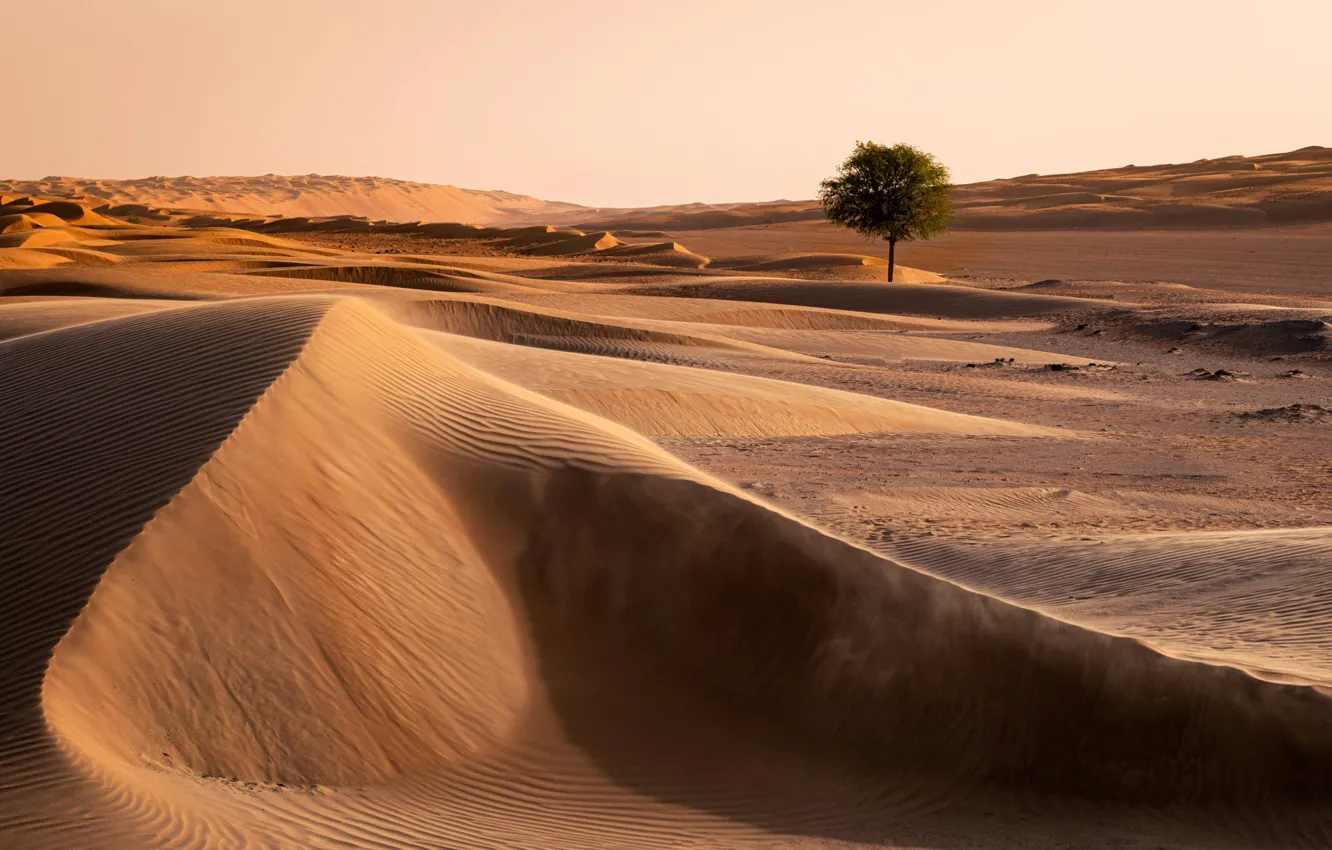Фото обои деревья, Oman, природа, пустыня, Wahiba Sands