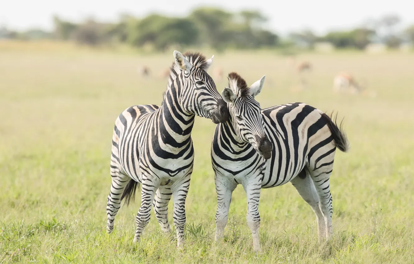 Фото обои природа, поза, две, зебра, пара, зебры