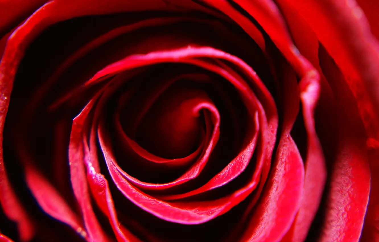 Фото обои макро, роза, лепестки, red, rose, красная