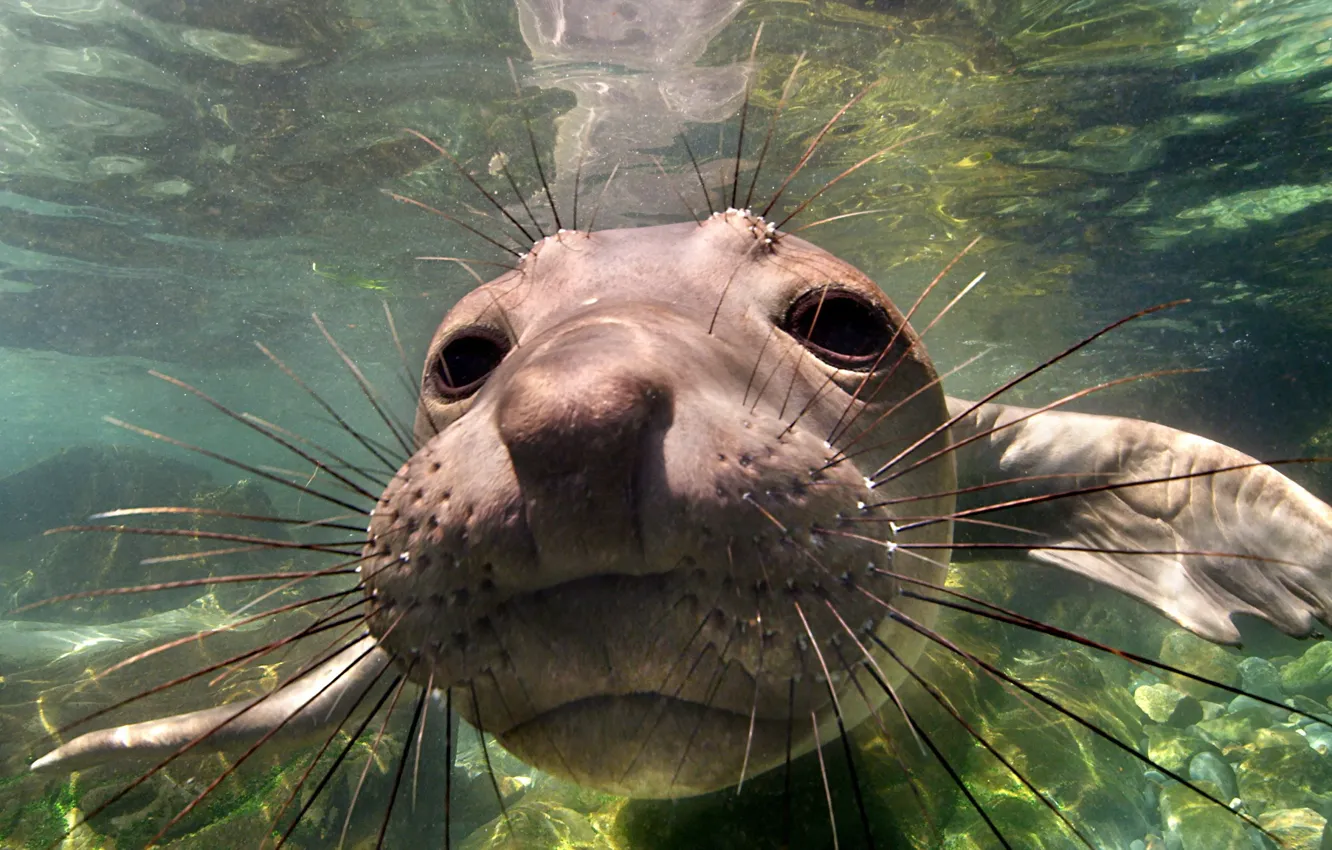 Фото обои Mexico, Baja California, Elephant Seal