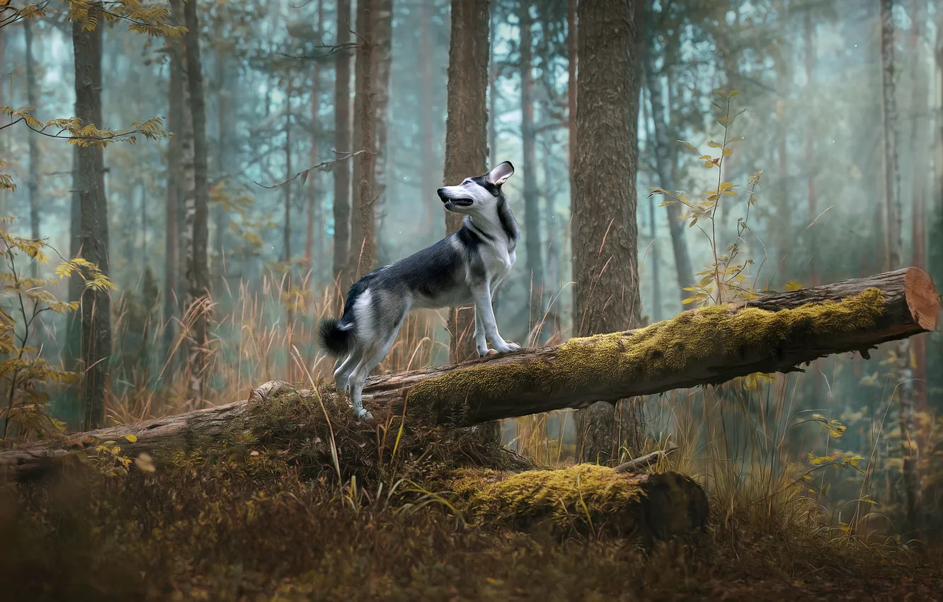 Фото обои white, forest, black, dog, pose