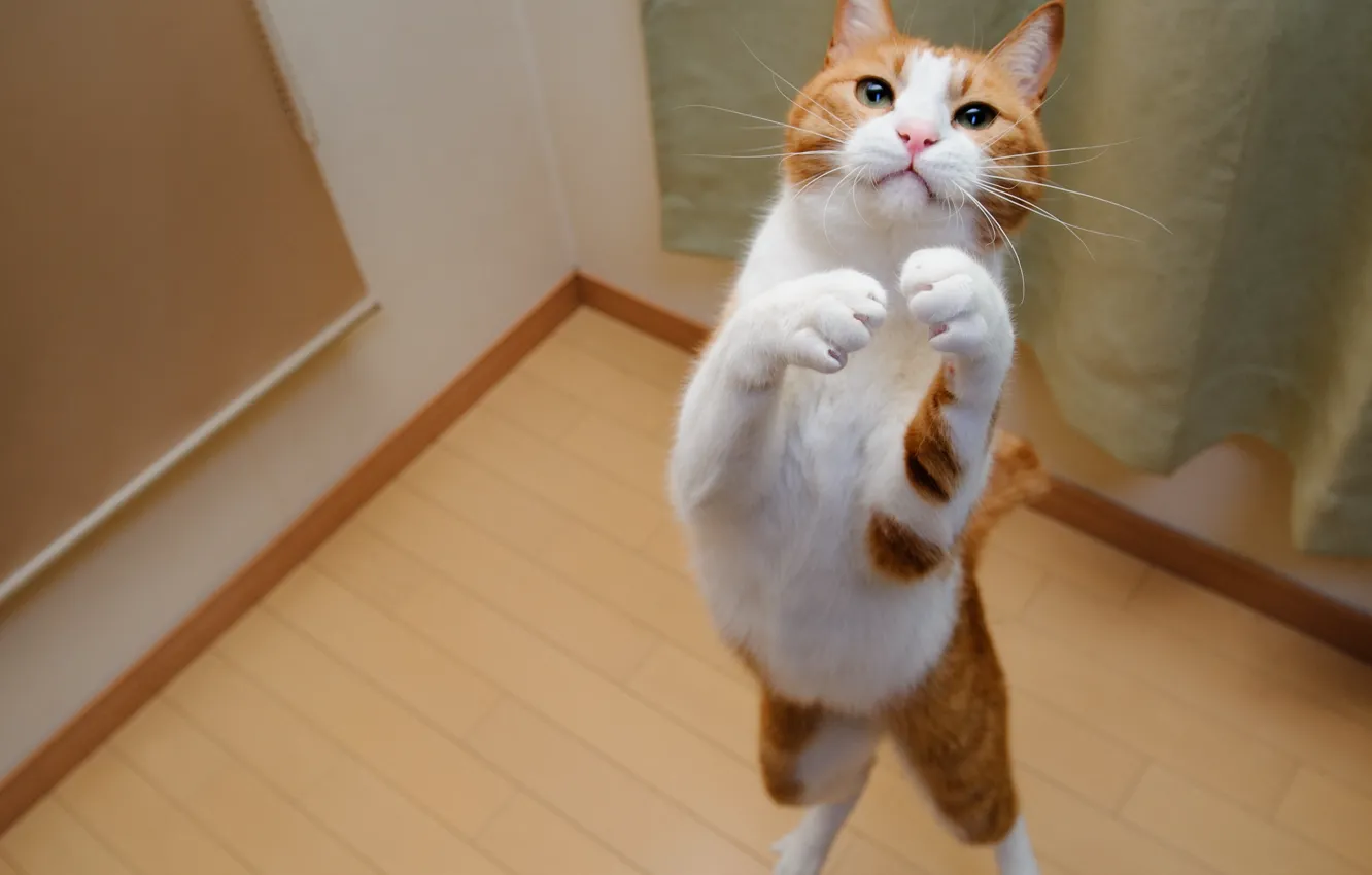 Фото обои кот, прыжок, игра, окрас, бело-рыжая
