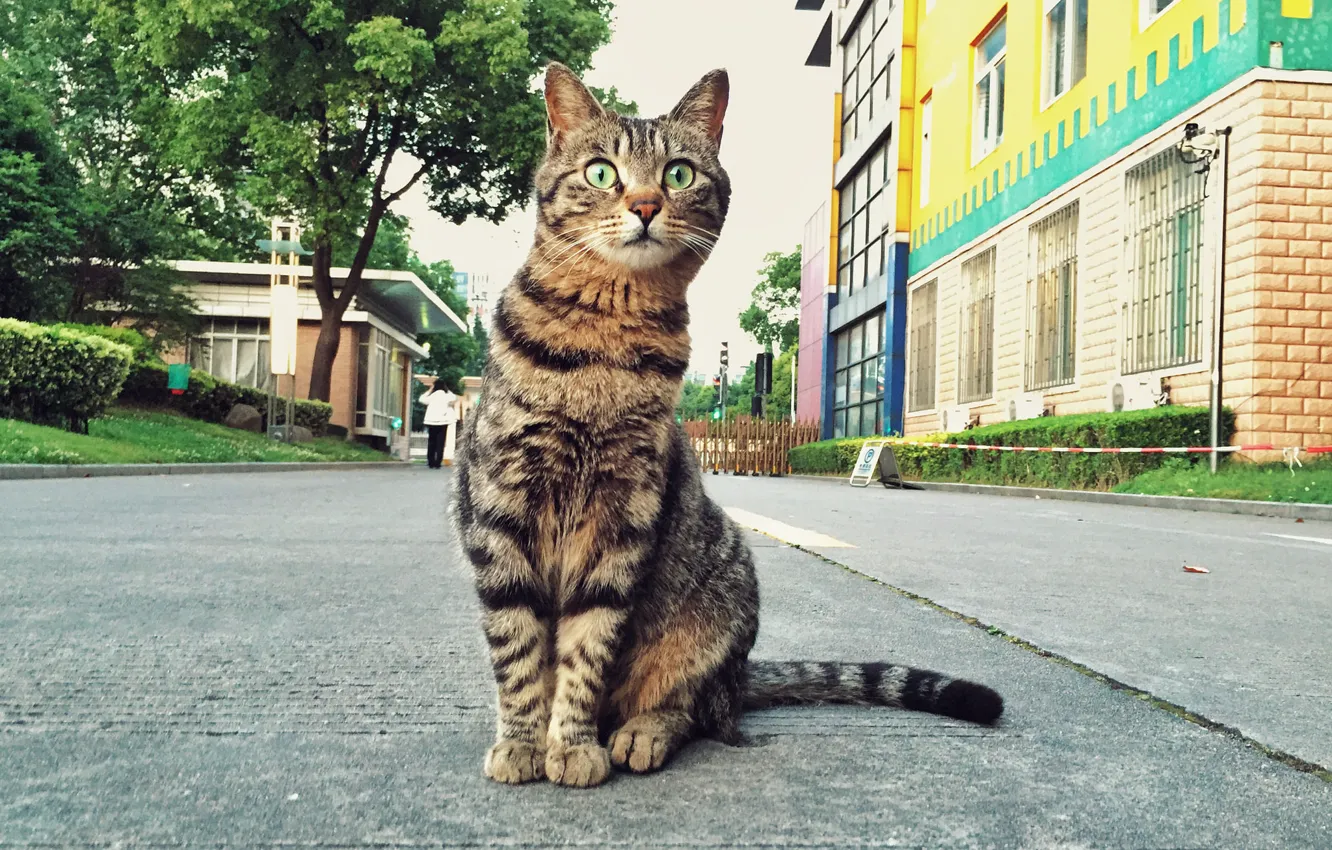 Фото обои кот, взгляд, улица, кошак