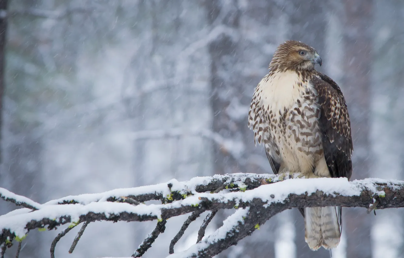 Фото обои зима, снег, птица, хищник, ветка, ястреб, Краснохвостый сарыч