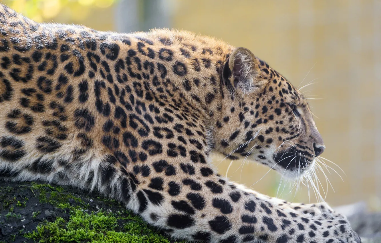 Фото обои хищник, пятна, леопард, профиль, дикая кошка, зоопарк