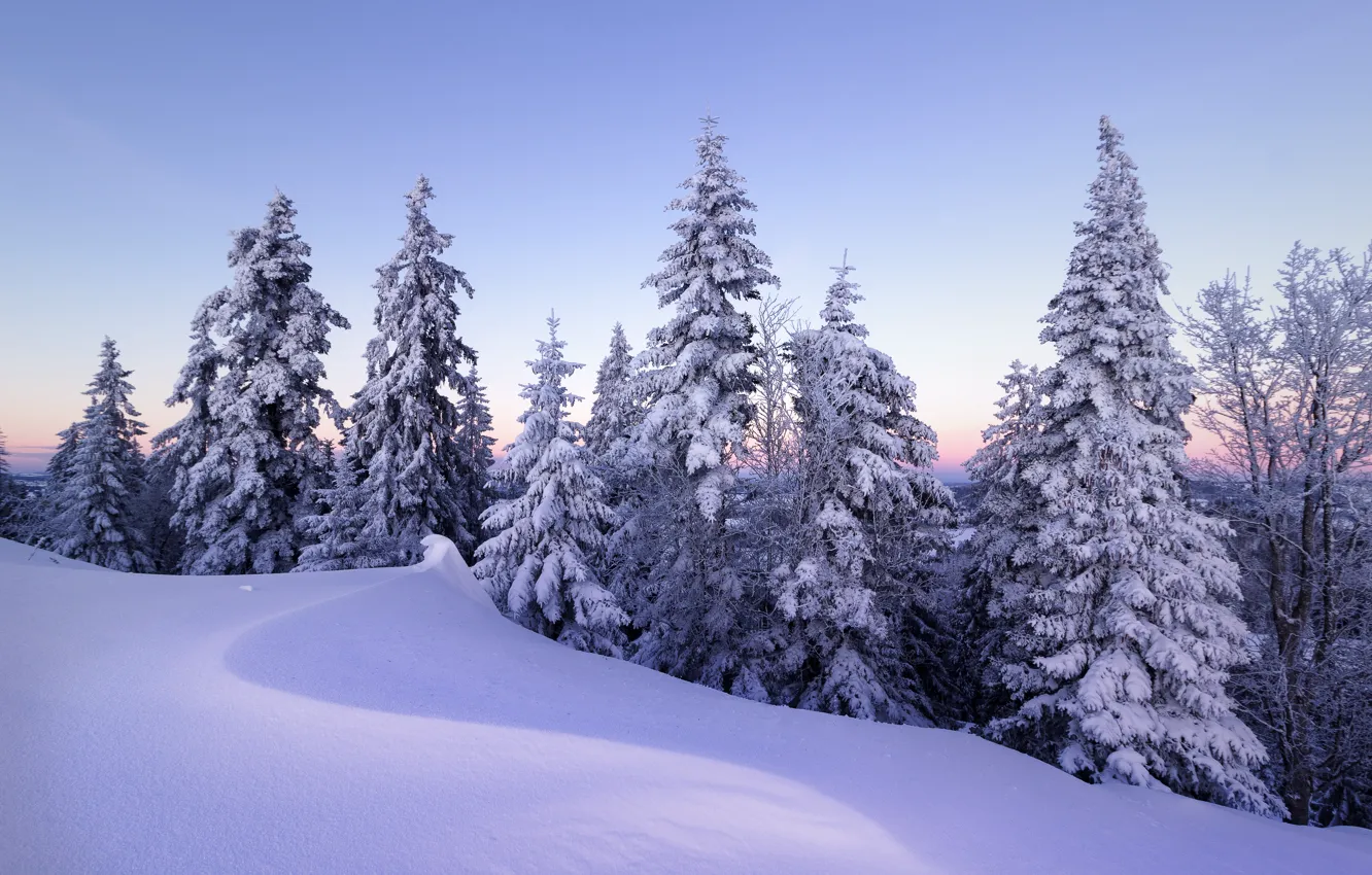 Фото обои зима, снег, деревья, Швейцария, ели, сугробы