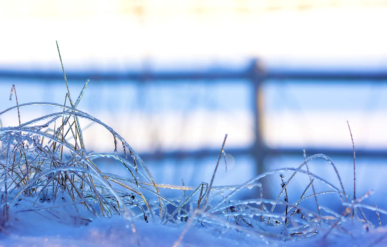 Фото обои зима, трава, снег, природа, забор, лёд, ограждение, травинки