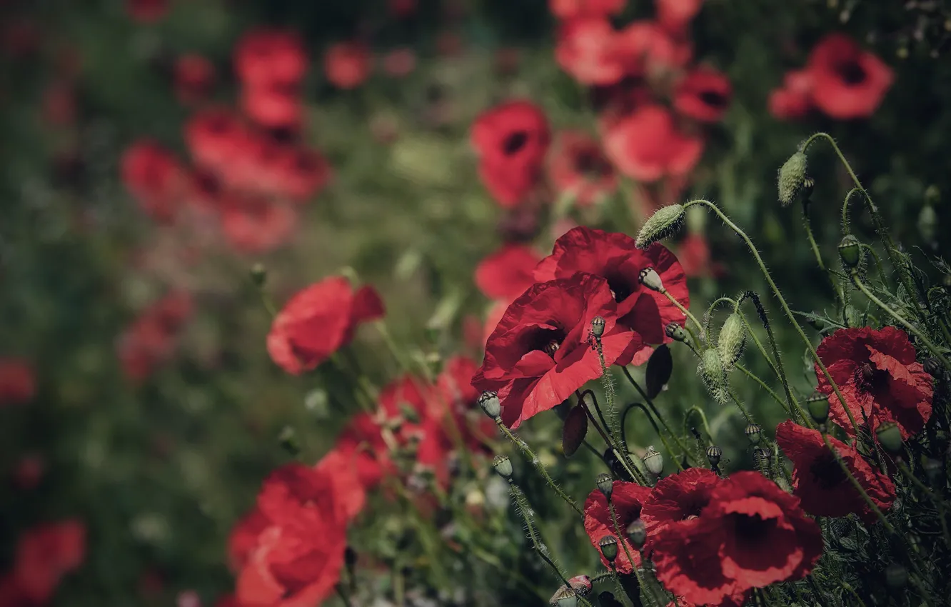 Фото обои цветы, маки, луг, красные, много, боке, маковое поле