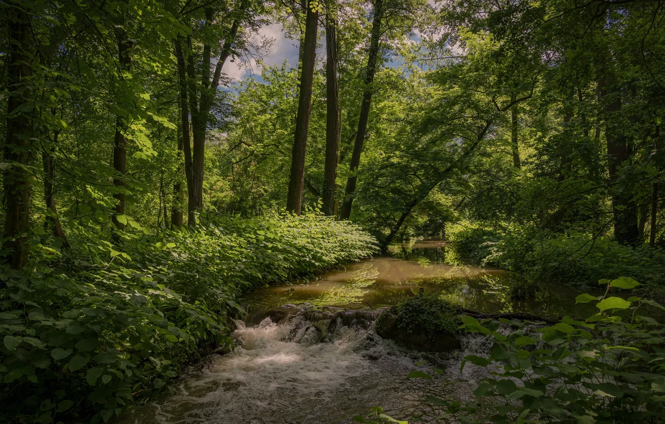 Фото обои зелень, лес, лето, листва, водоем