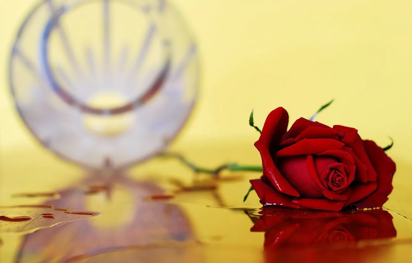 Фото обои фон, роза, Fallen Vase