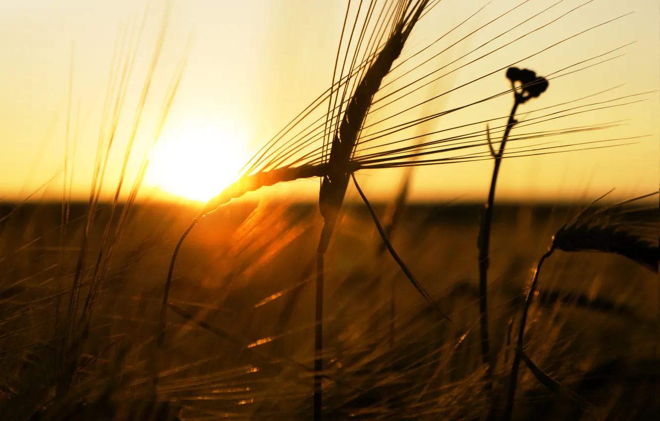 Фото обои пшеница, солнце, лучи, закат, Макро