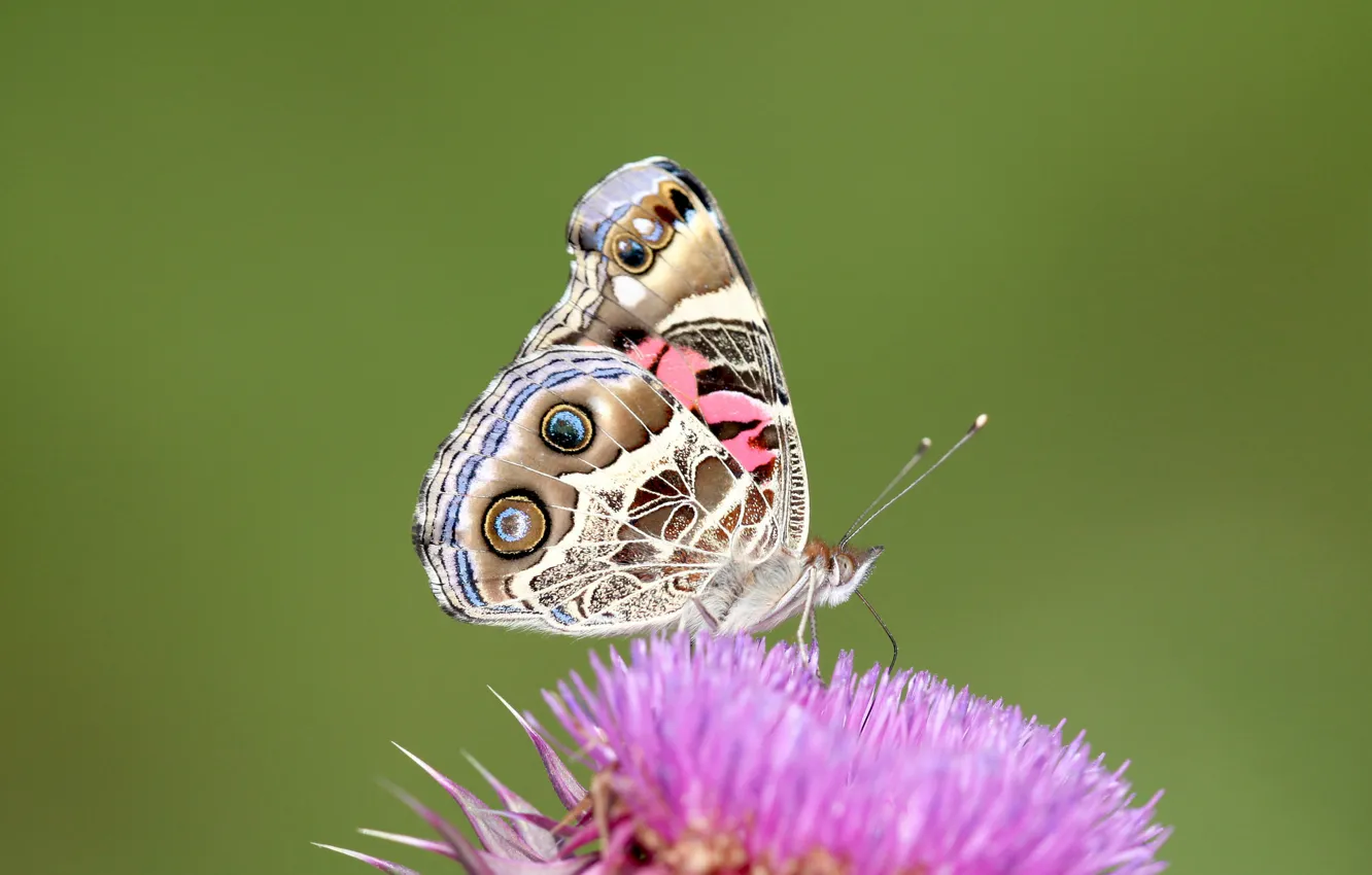 Фото обои цветок, макро, узор, бабочка, крылья, мотылек