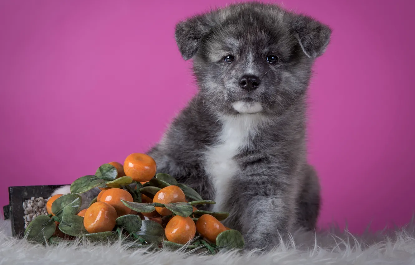 Фото обои серый, фон, розовый, собака, щенок, мех, фрукты, сидит