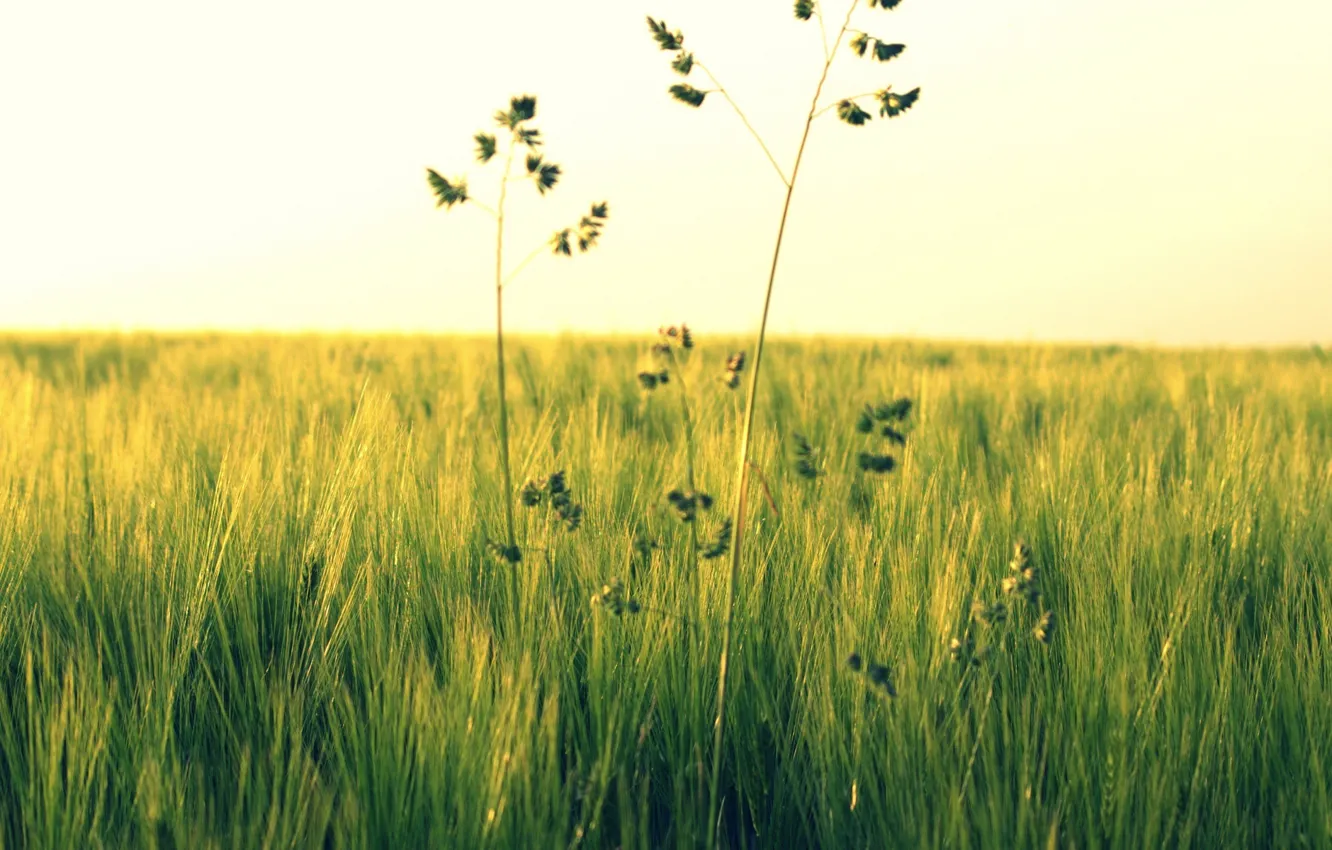Фото обои зелень, поле, трава, цветы, природа, зеленый, фон, widescreen