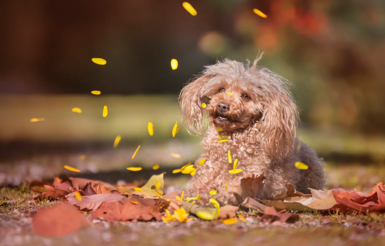 Фото обои осень, листья, собака, лепестки, боке, Пудель