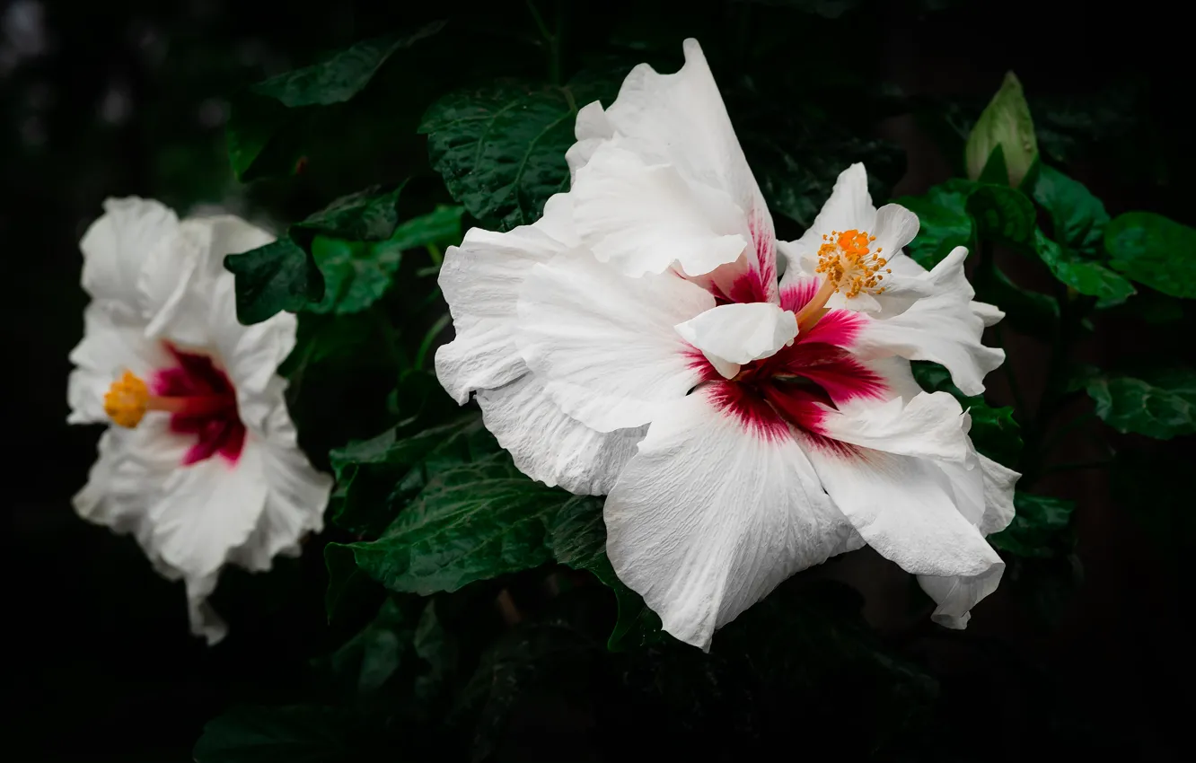Фото обои цветы, белые, гибискус