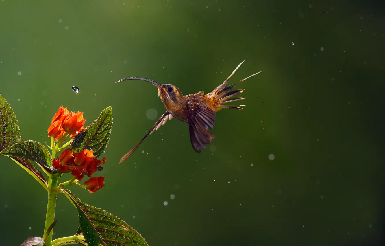 Фото обои капли, цветы, дождь, птица, Колибри, боке, Long-billed Hermit