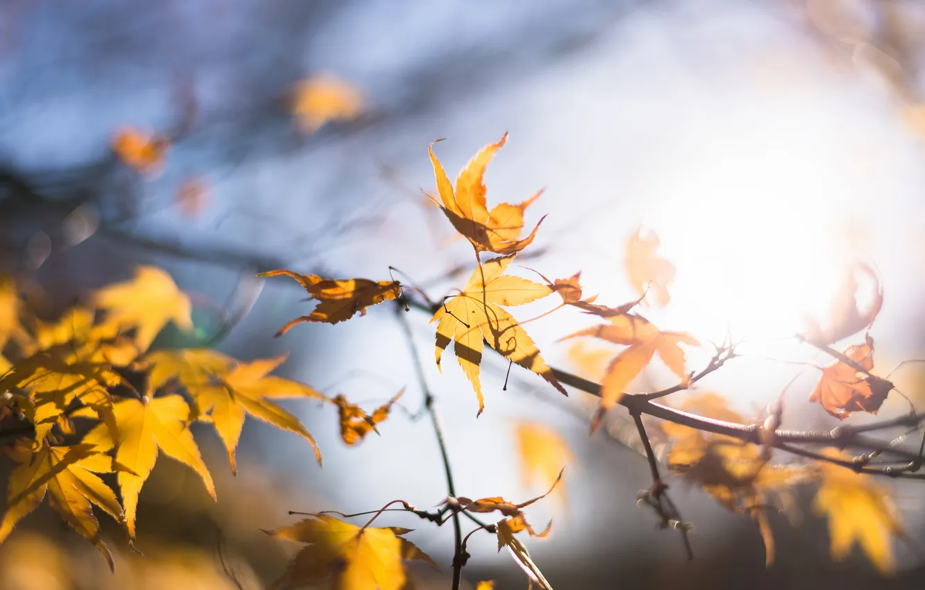 Фото обои осень, листья, солнце, макро, свет, блики, жёлтый, листва
