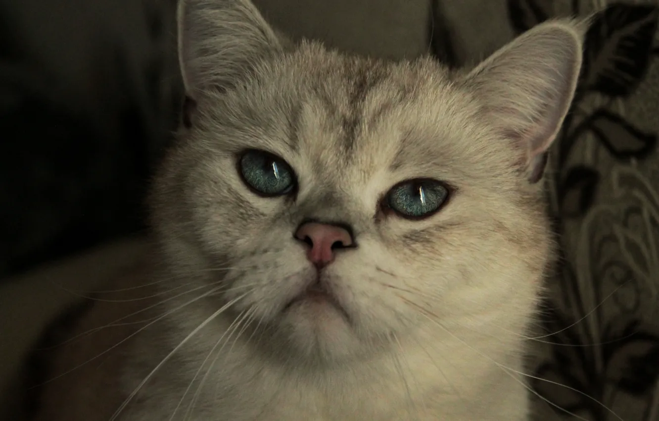 Фото обои белый, глаза, кот, солнце, настроение, животное, день, голубые глаза