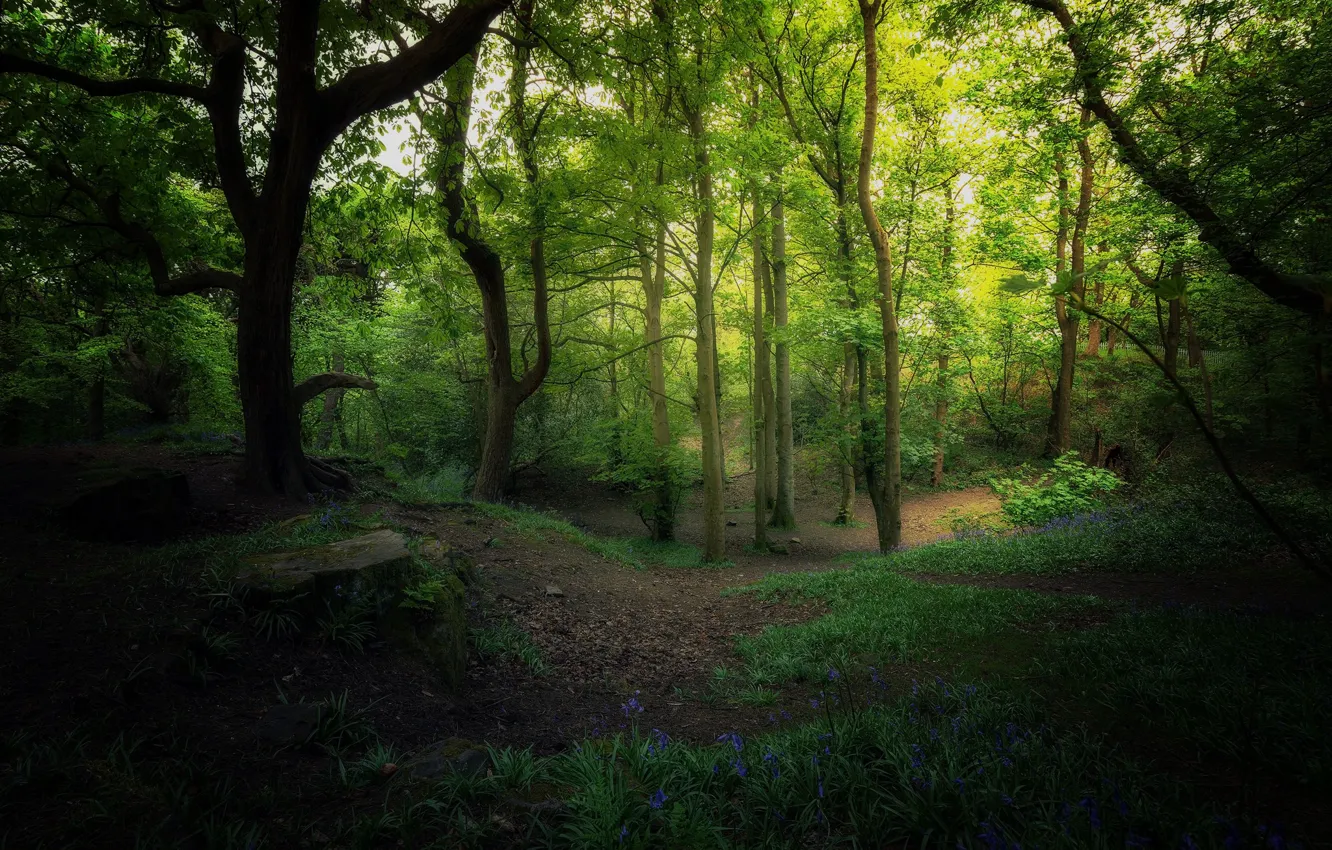 Фото обои лес, деревья, весна