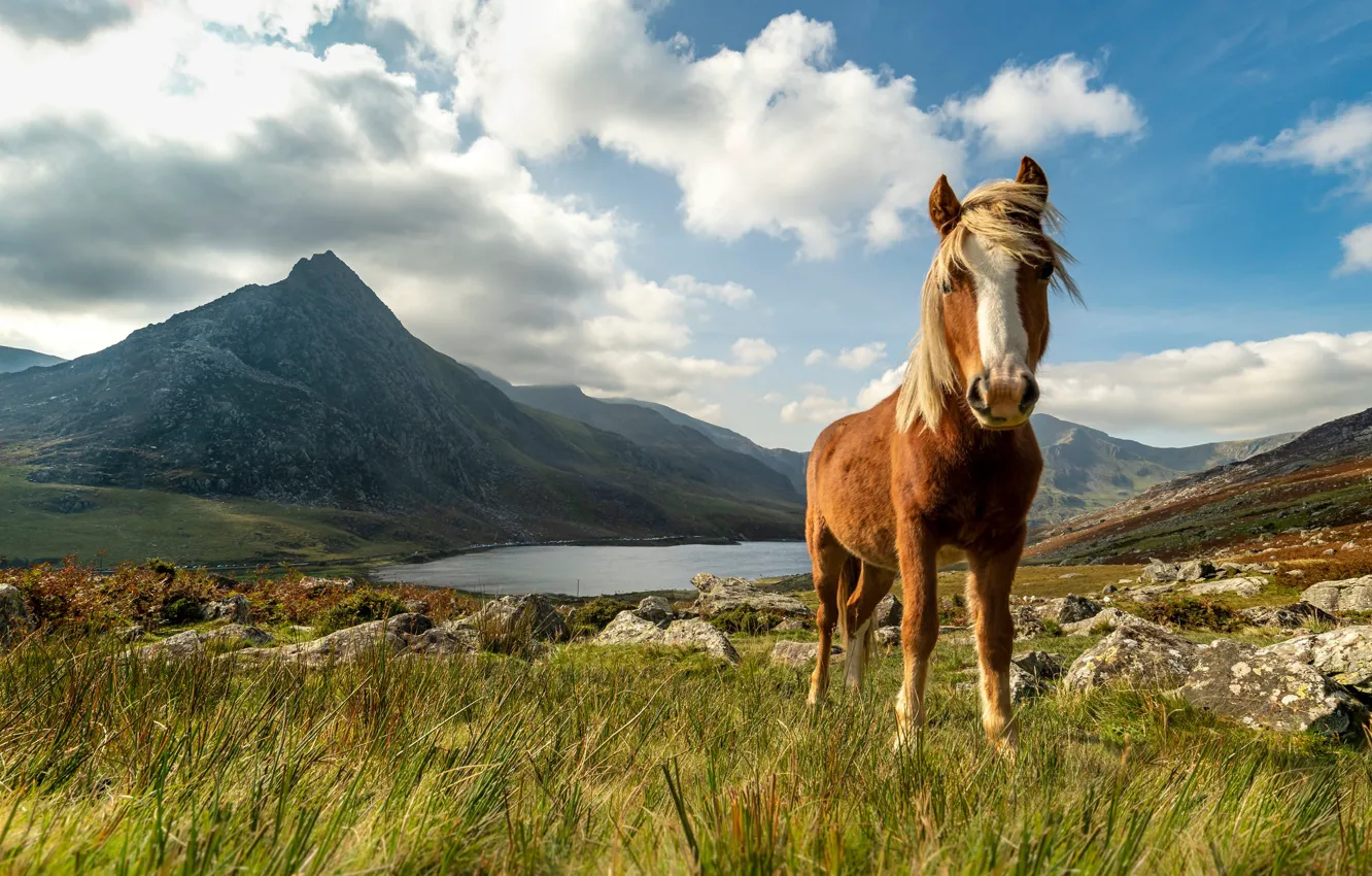 Фото обои облака, горы, лошадь, Уэльс, Snowdonia