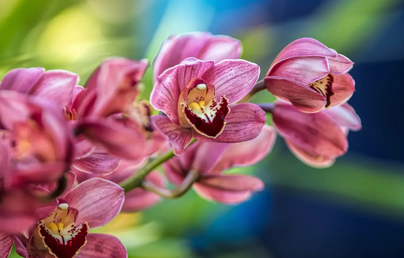 Фото обои макро, ветка, орхидея