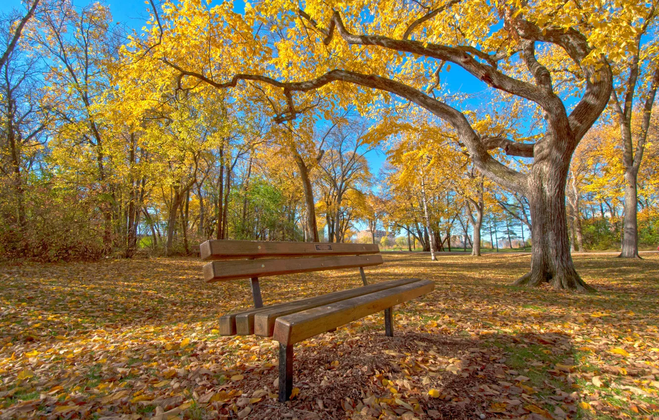 Фото обои осень, листья, деревья, парк, скамья