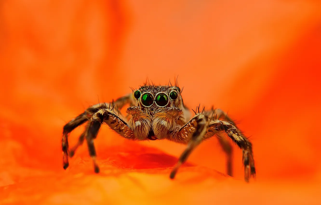 Фото обои паук, оранжевый фон, прыгун, джампер