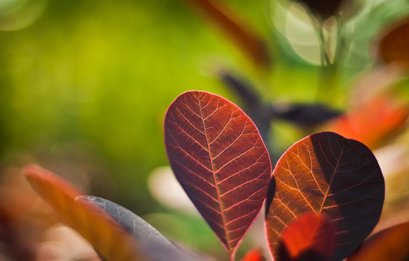 Фото обои листья, цвета, макро, природа, фото, фон, обои, яркие