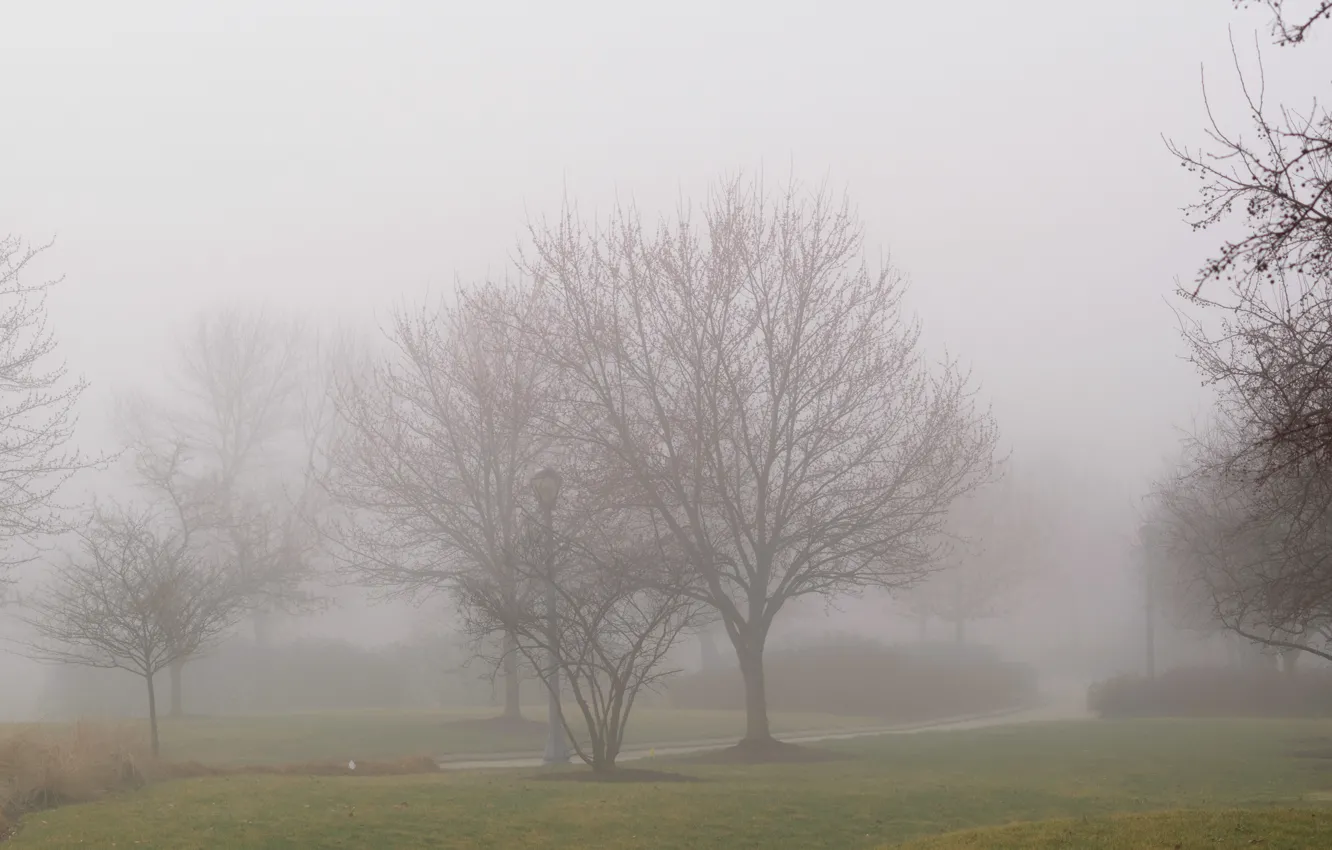 Фото обои деревья, Туман, дорожка, trees, fog, path