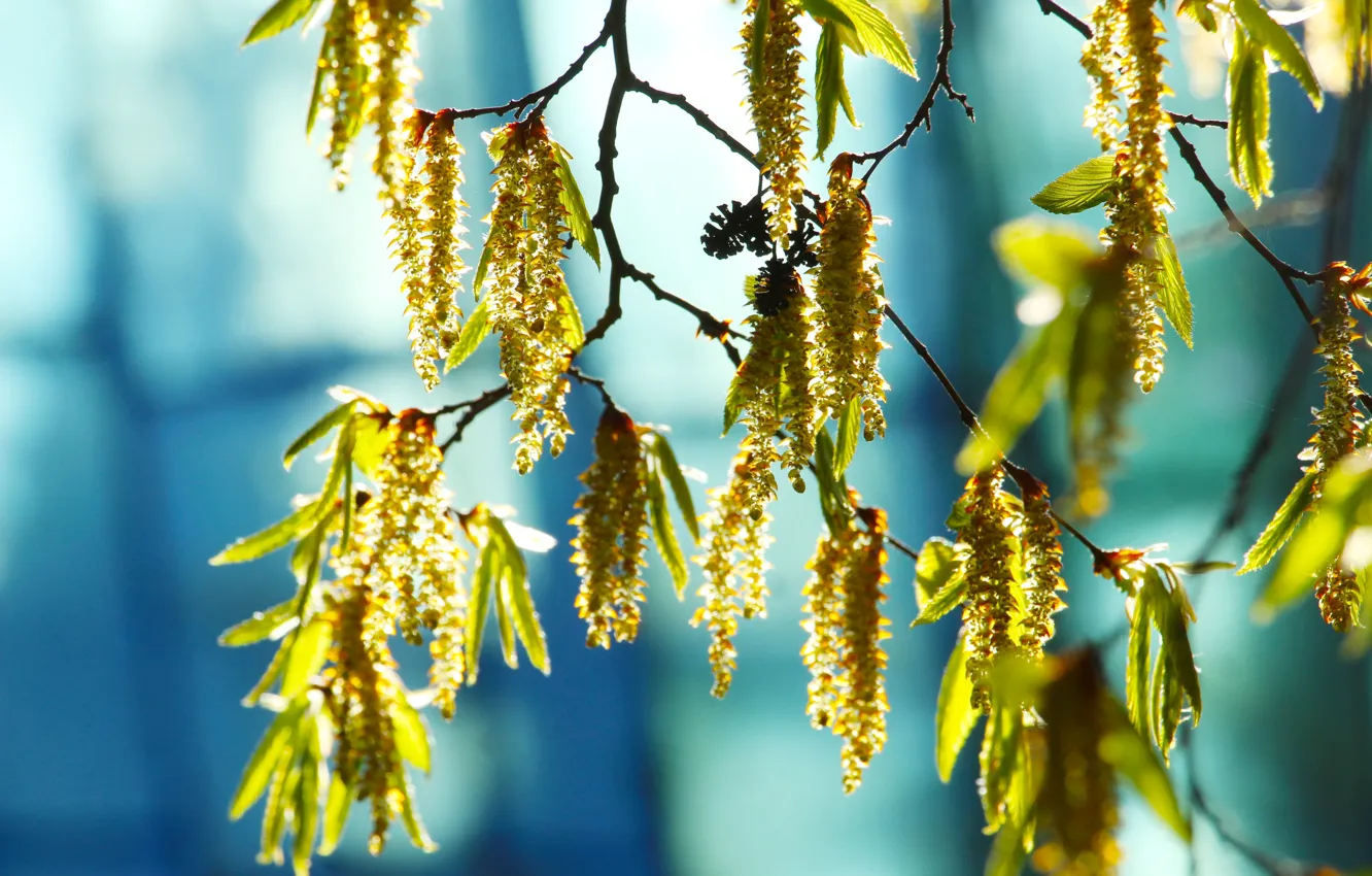 Фото обои tree, hanging, twig