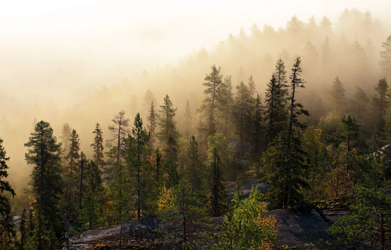 Фото обои лес, туман, утро