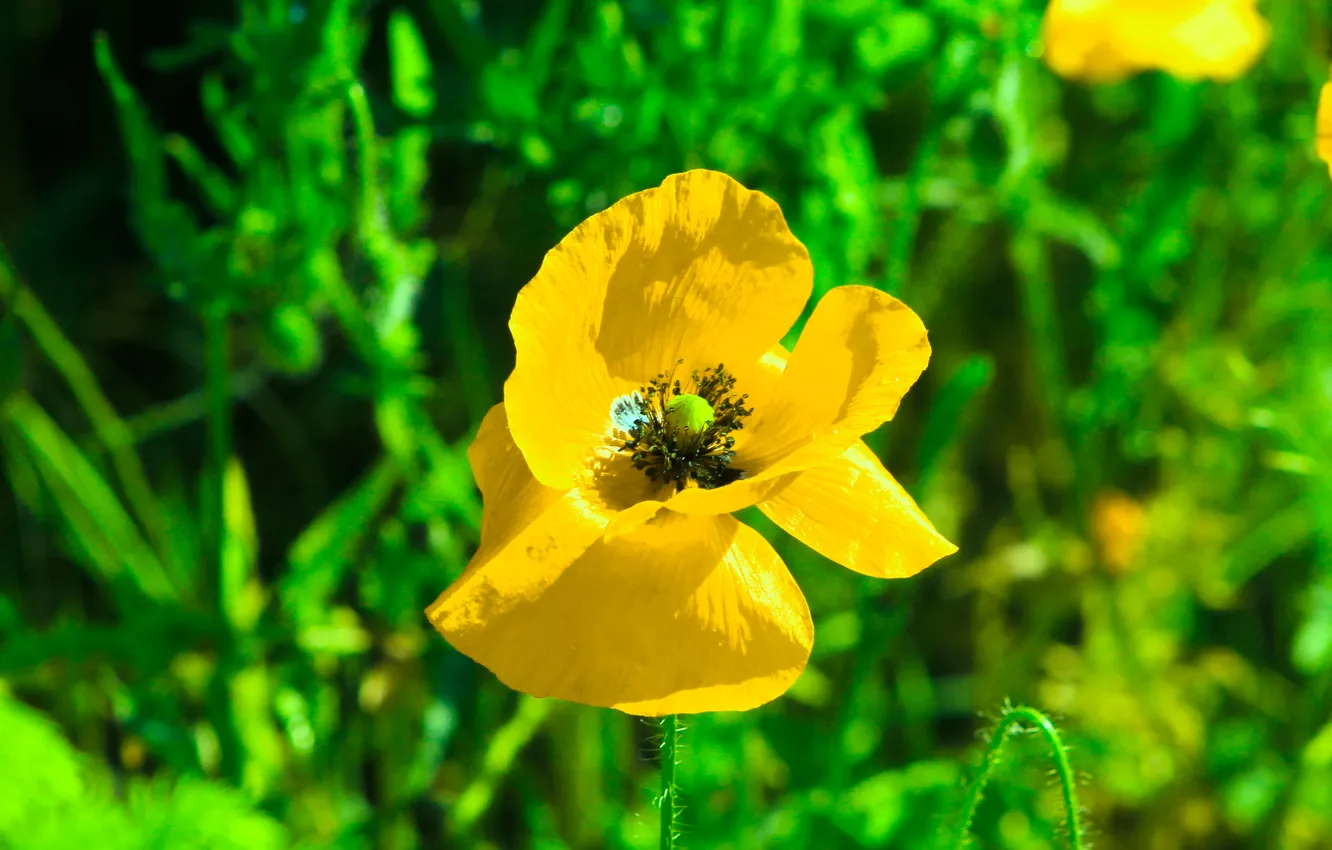 Фото обои flower, yellow, poppy