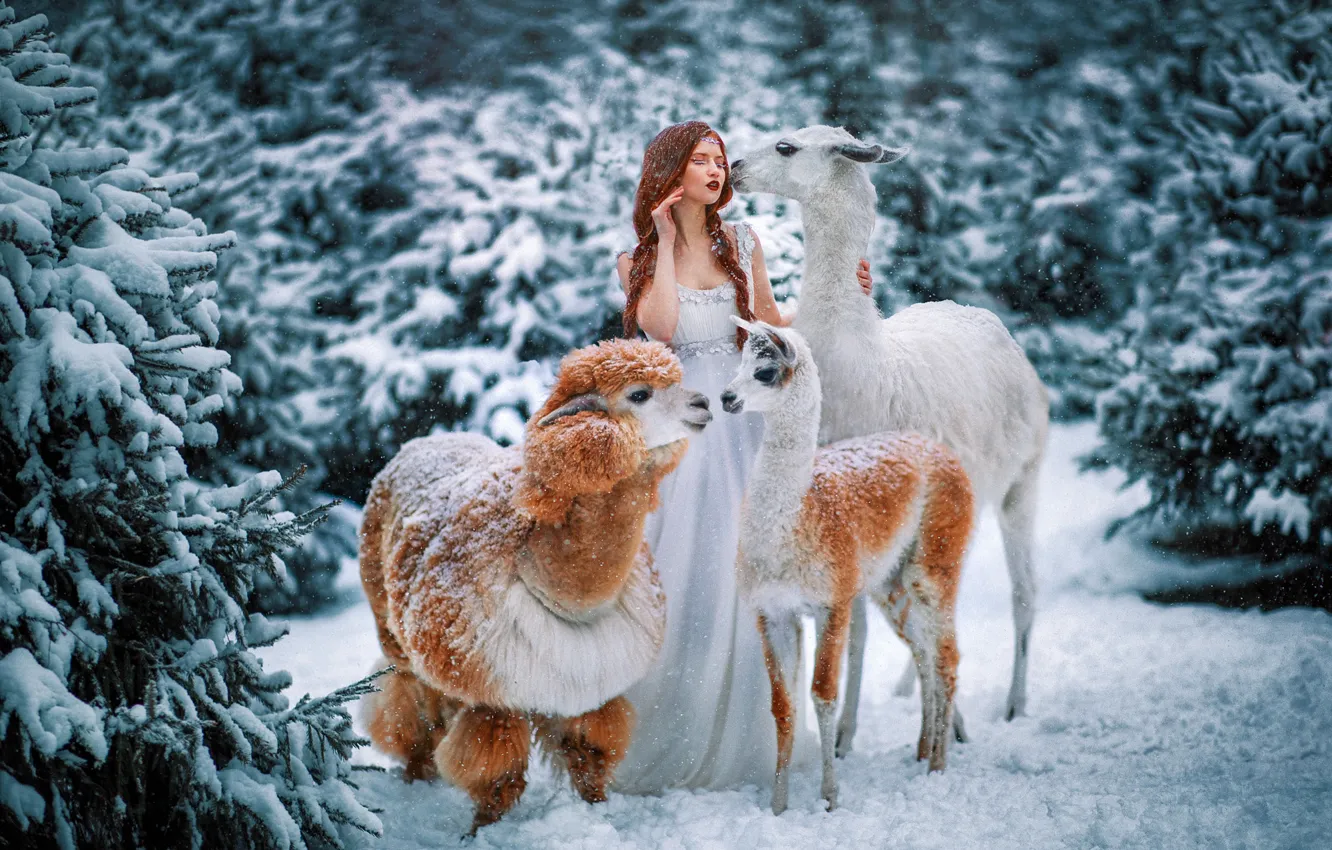 Фото обои зима, лес, животные, девушка, снег, рыжая, рыжеволосая, лама