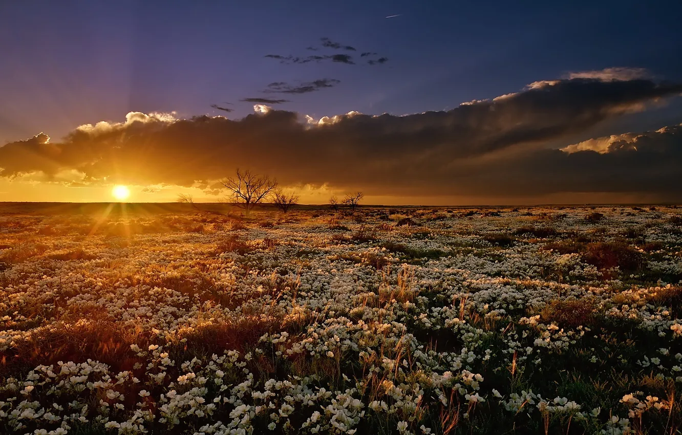 Фото обои поле, цветы, природа, утро