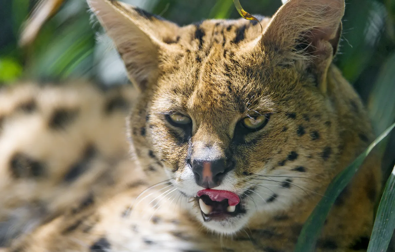 Фото обои язык, кошка, взгляд, сервал, ©Tambako The Jaguar