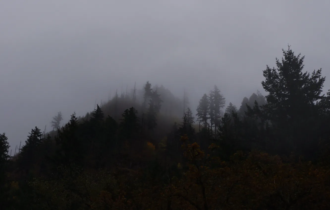 Фото обои лес, небо, деревья, туман, Орегон, США, Columbia River Gorge