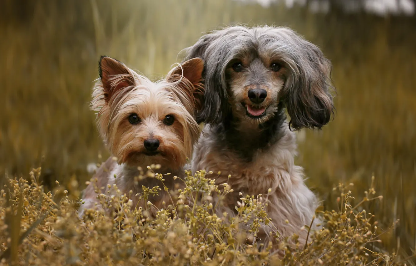 Фото обои язык, взгляд, цветы, природа, друг, вместе, собака, мордашка