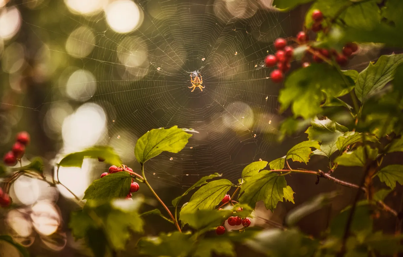 Фото обои лето, паутина, паук, ягода, калина, Август