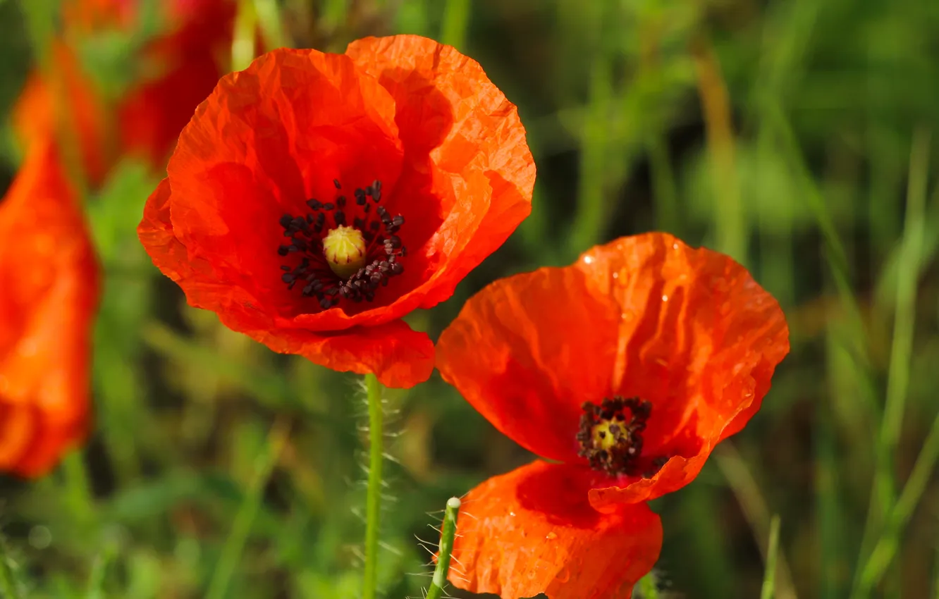 Фото обои red, flower, poppy