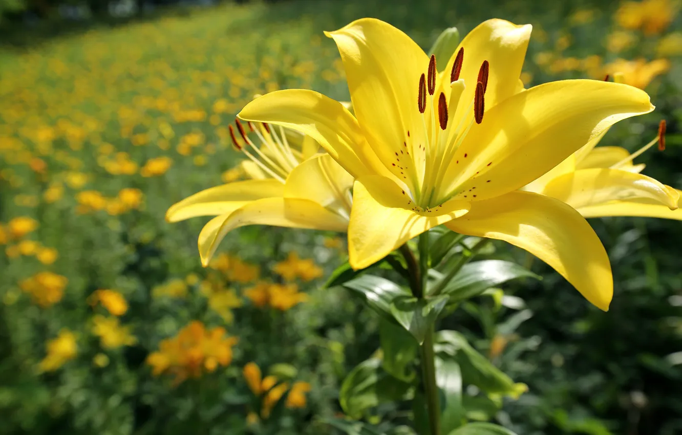 Фото обои цветок, солнце, цветы, лилии, жёлтые, боке, крупным планом