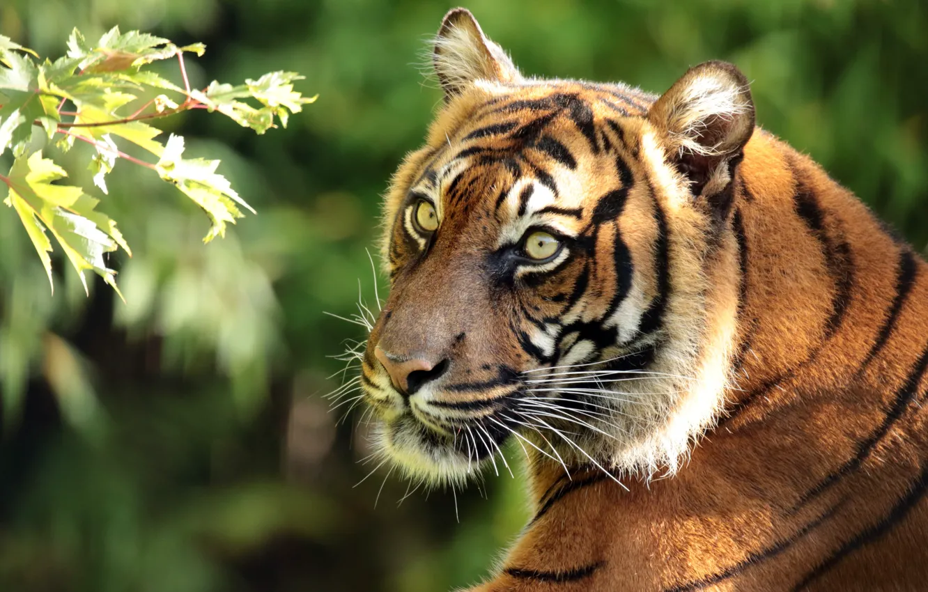 Фото обои морда, тигр, портрет, хищник, ветка, Суматранский тигр