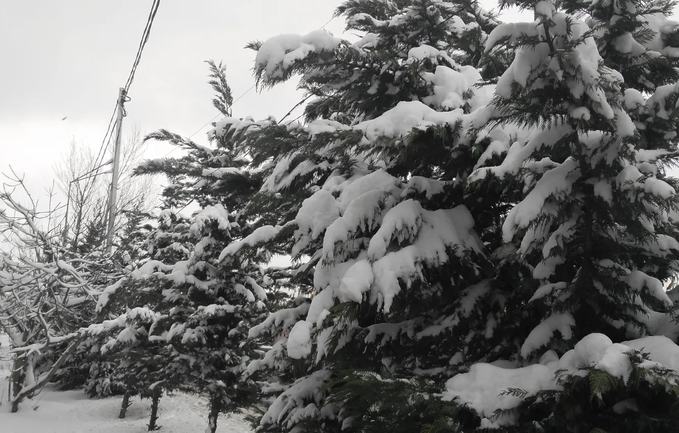 Фото обои Зима, Деревья, Мороз, Winter, Frost, Snow, Trees