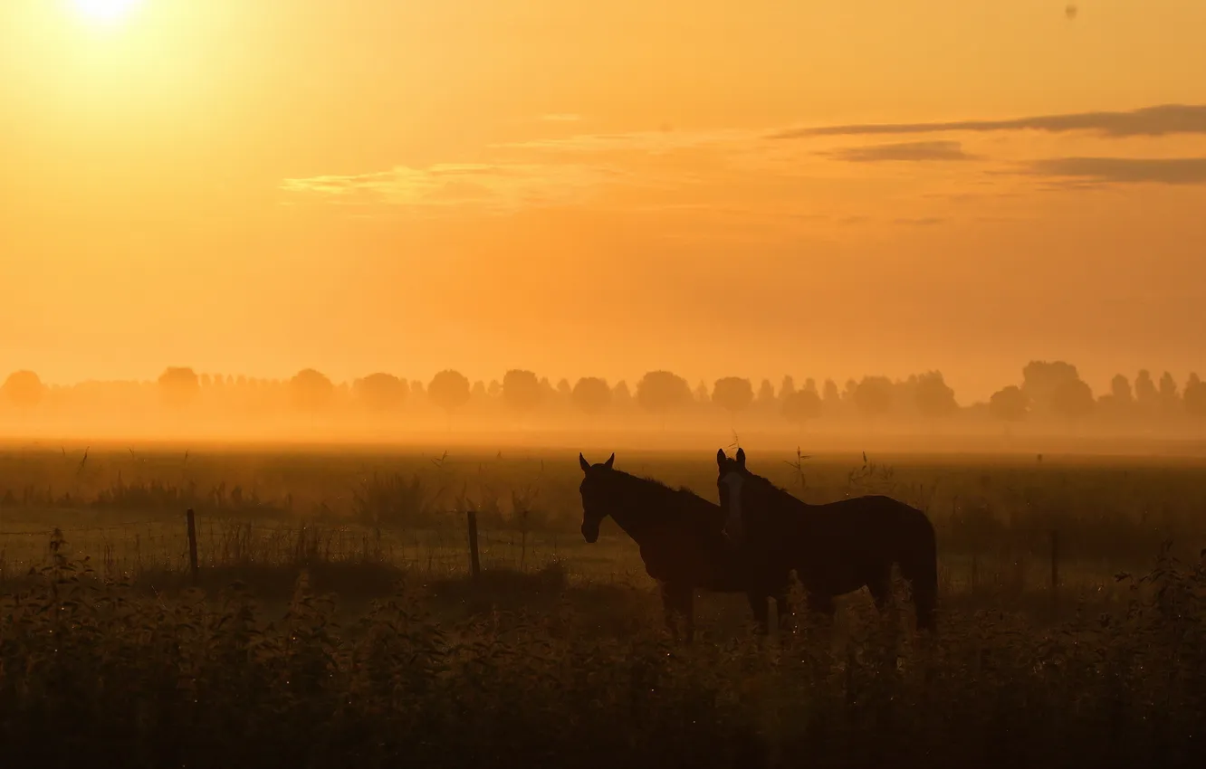 Фото обои поле, ночь, природа, туман, кони