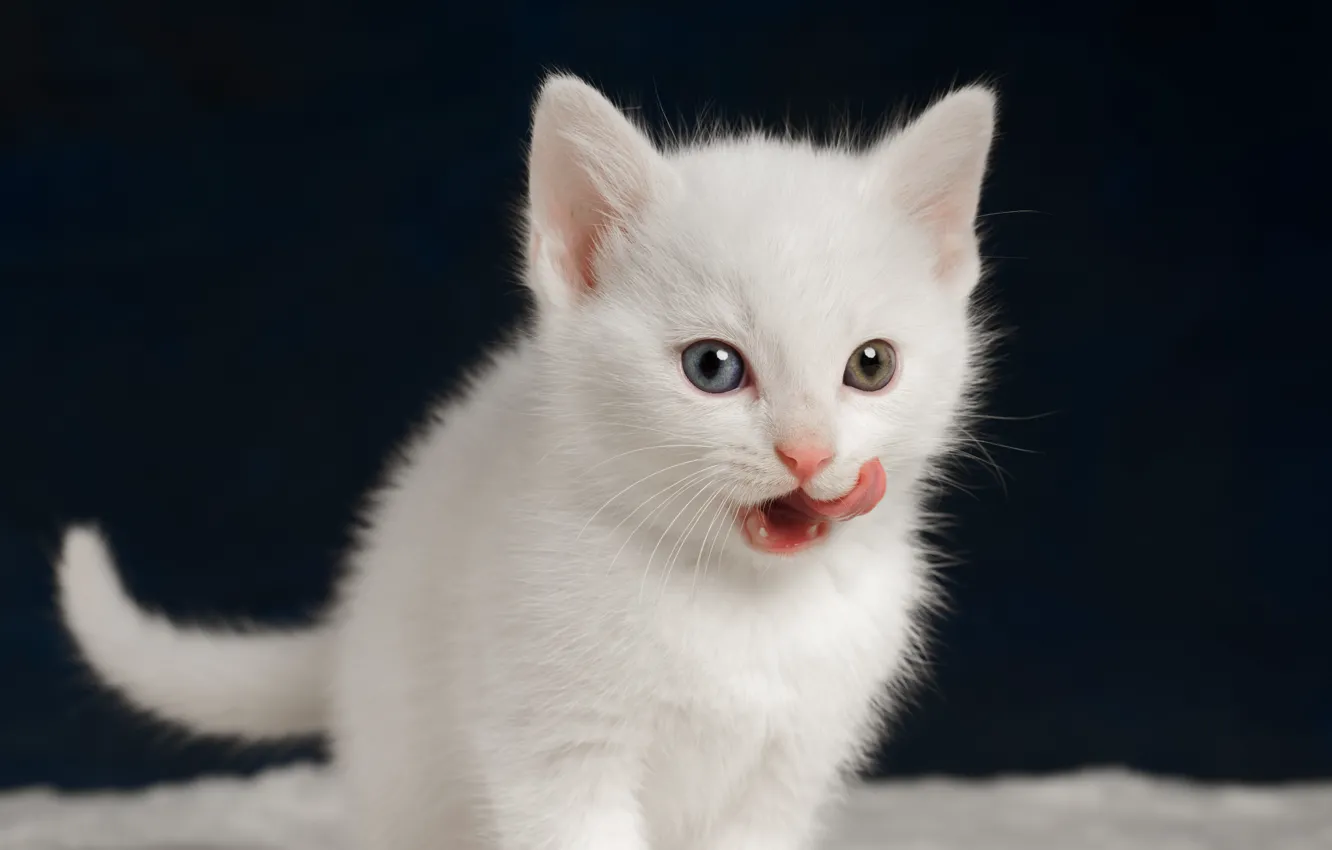 Фото обои язык, кошка, белый, темный фон, котенок, маленький, котёнок