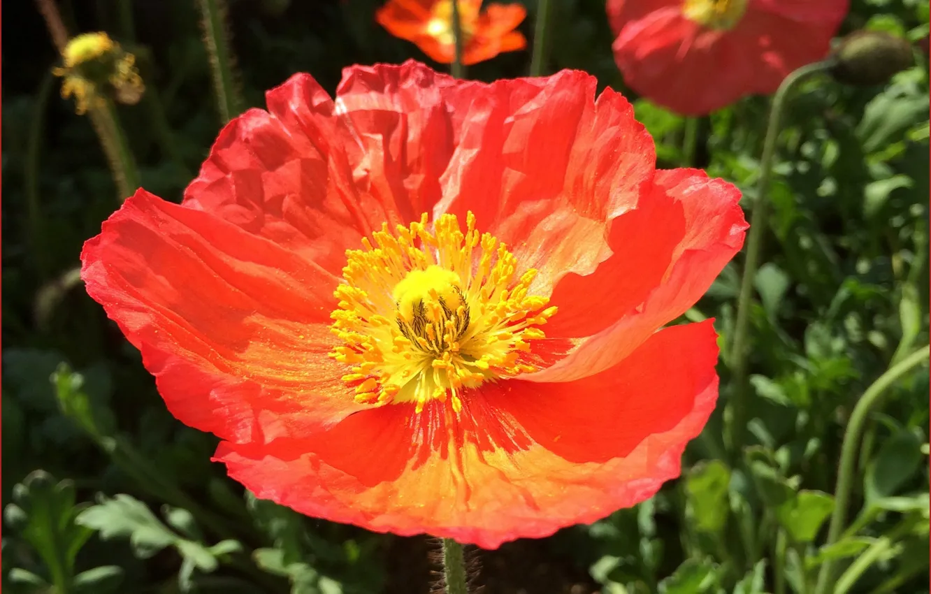 Фото обои макро, красный, весна, Мак, red, macro, spring, poppy