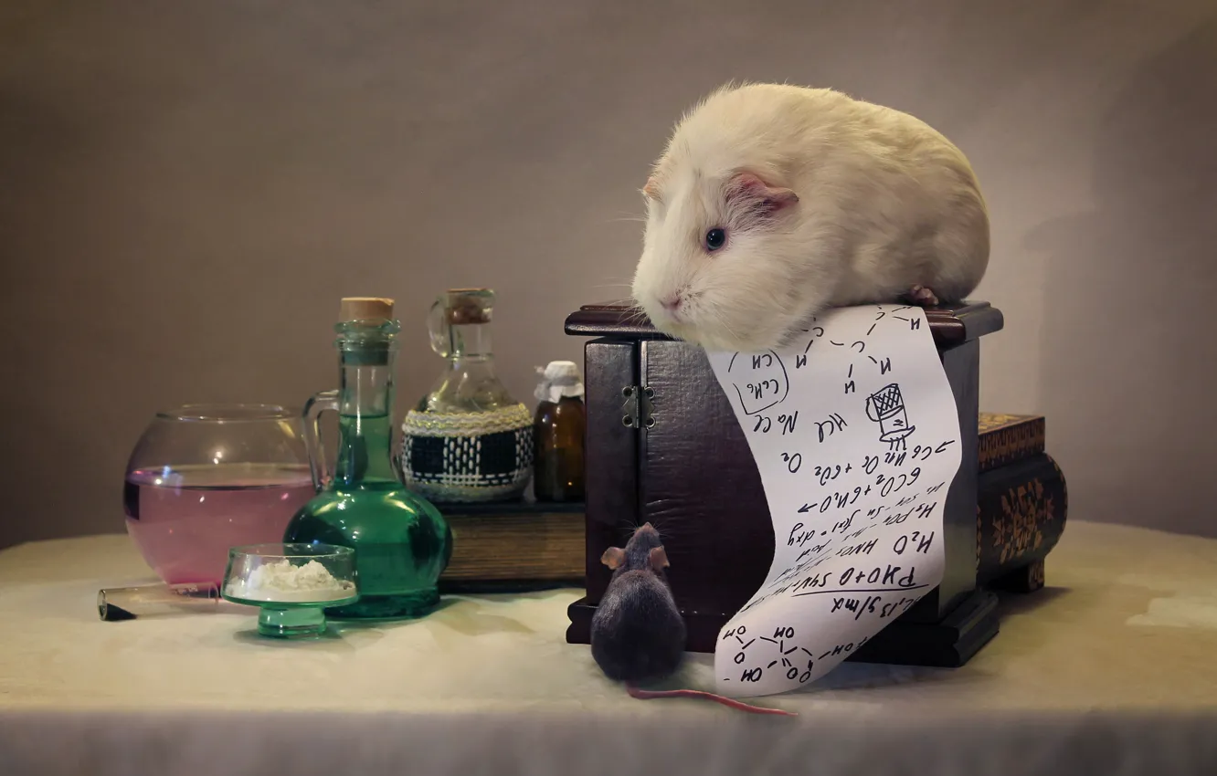 Фото обои мышь, морская свинка, формулы, химия
