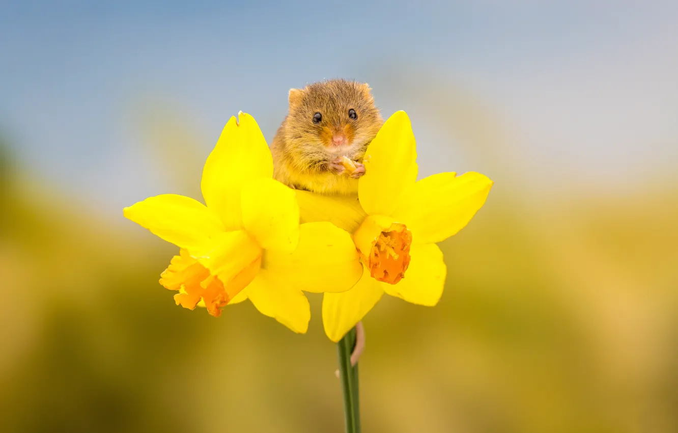 Фото обои цветы, фон, мышка, нарциссы, грызун, мышь-малютка