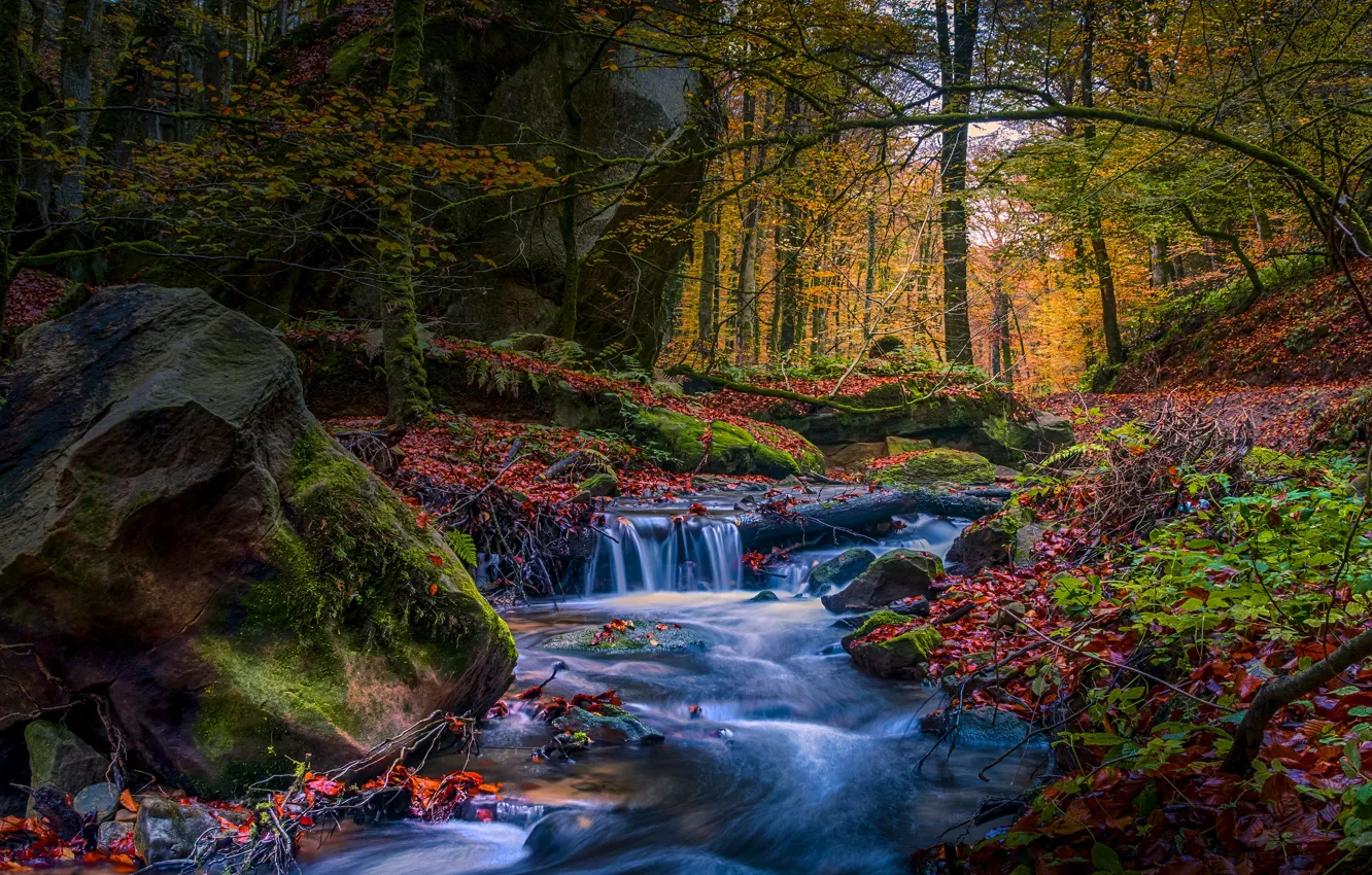 Фото обои осень, лес, ветки, ручей, камни, скалы, листва, камень